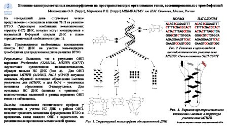 Влияние однонуклеотидных полиморфизмов на пространственную организацию генов, ассоциированных с тромбофилией